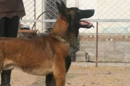 马犬几个月立耳