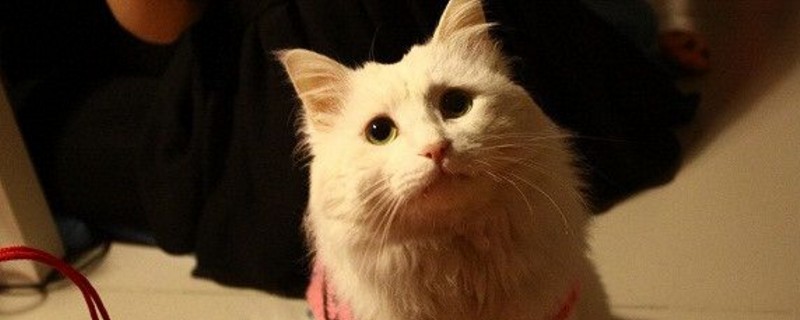 猫咪为什么会越养越瘦