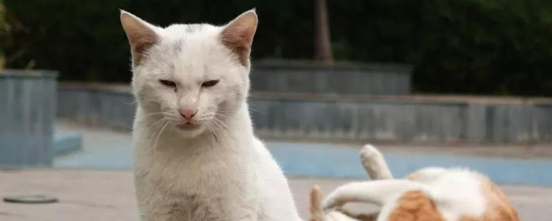 家里死了流浪猫的禁忌