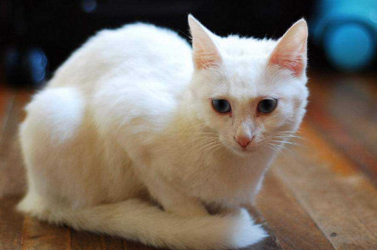猫耳朵怎么清理