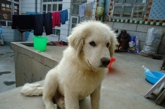 大白熊犬怎么没人养