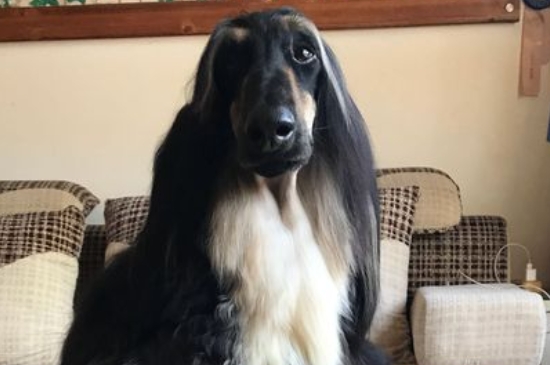阿富汗猎犬多少钱一只幼崽，纯种阿富汗猎犬价格表