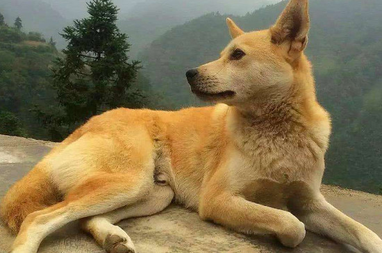 狗狗拉稀带血怎么办