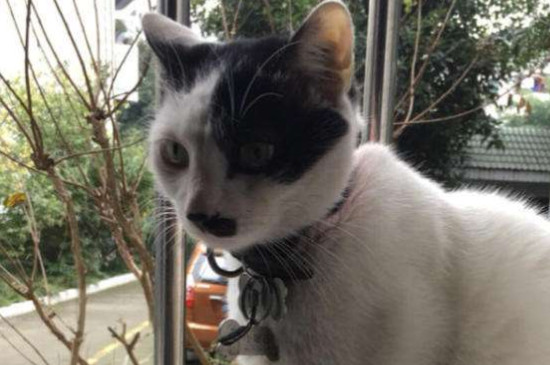 土猫可以发腮吗