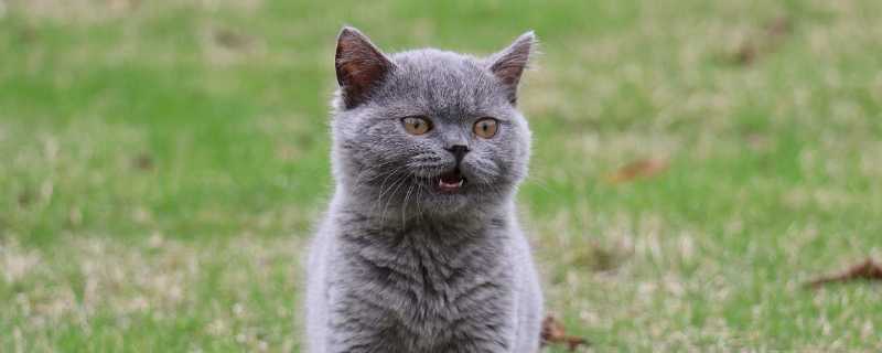 蓝猫容易生病吗