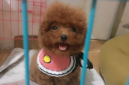 个人狗粮制作过程，自制犬粮配方及教程