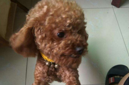 泰迪犬性格特点