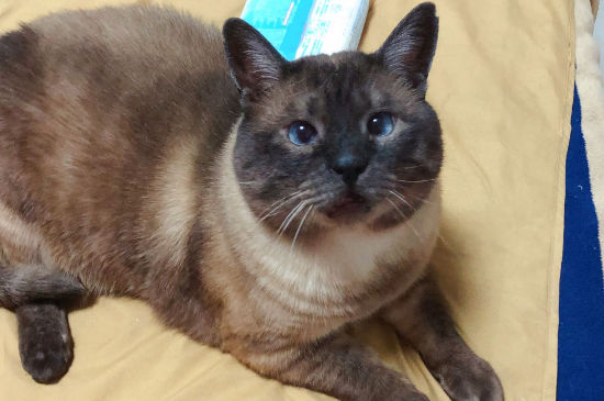 猫咪肚子里有死胎怎么办