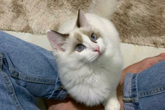 猫会讨厌一个人吗