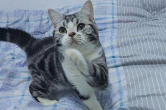 猫恨主人了还能和好吗
