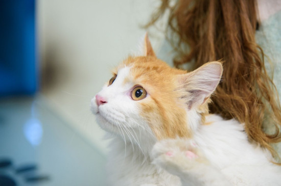 小猫多大打疫苗