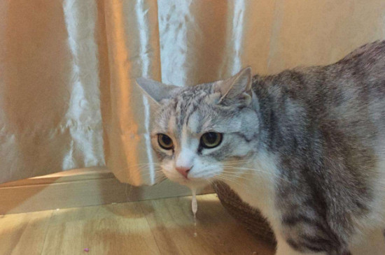 猫多大开始吐毛
