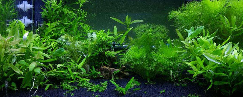 水草缸养虾需要注意的