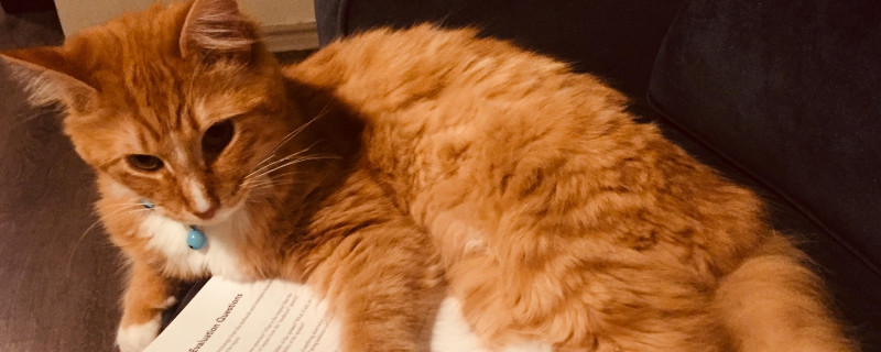 猫不吃食只喝水卧睡