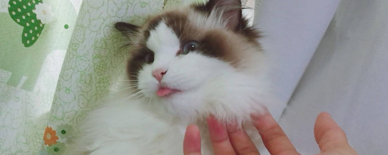 布偶猫多大可以洗澡
