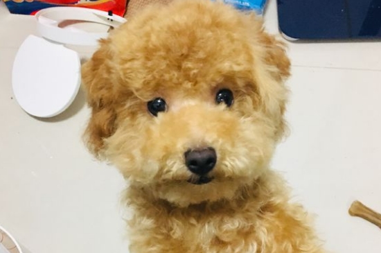 公泰迪狗尿血能自愈吗