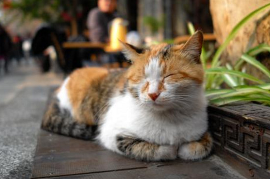 经常打猫咪它会怎么样