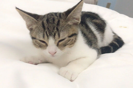 猫牙齿断了