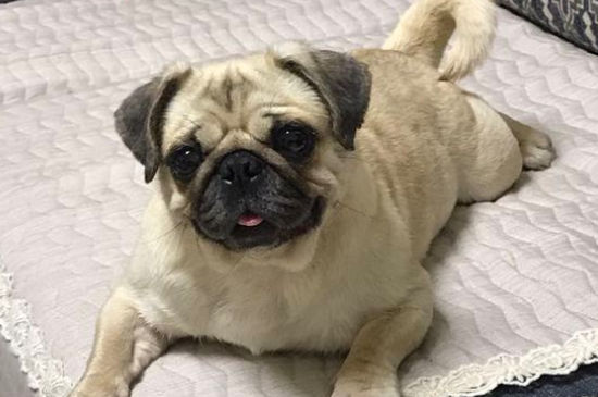巴哥犬为什么不会叫
