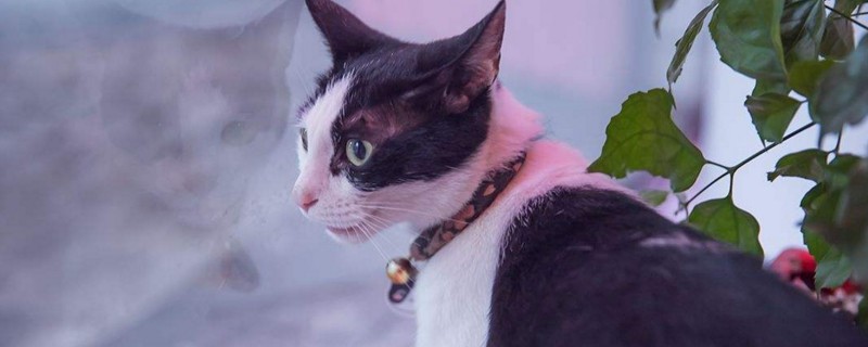 猫咪一直睡觉精神不振