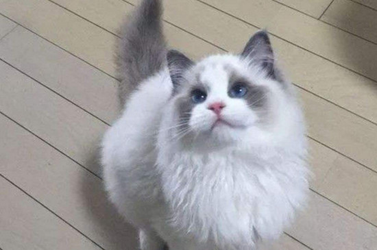 小猫换环境多久能适应