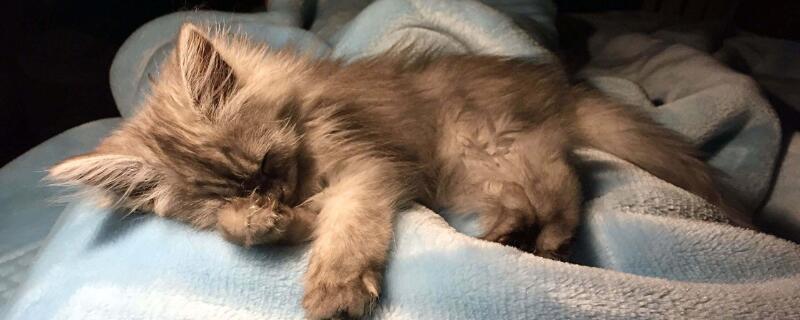 如何告诉猫该睡觉了