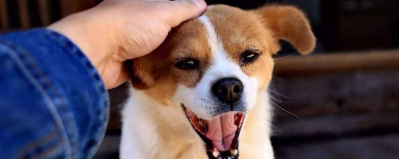 狗的眼睛为什么会发光