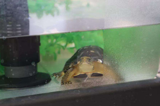 水龟冬眠么