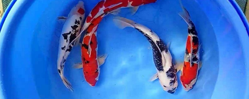 锦鲤肚子大是怎么回事