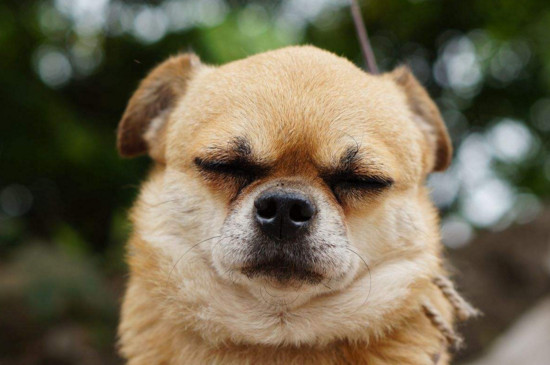 养土狗的好处和坏处