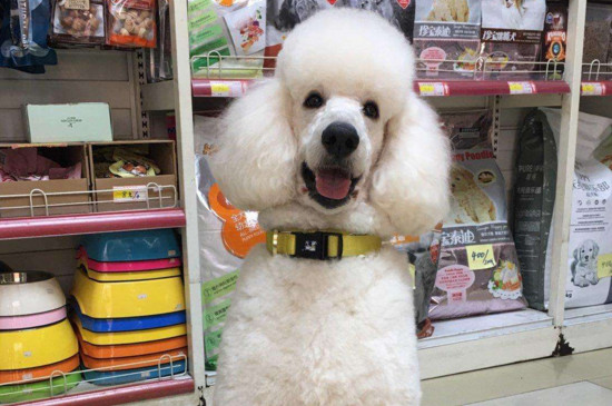 巨贵属于禁养的大型犬吗