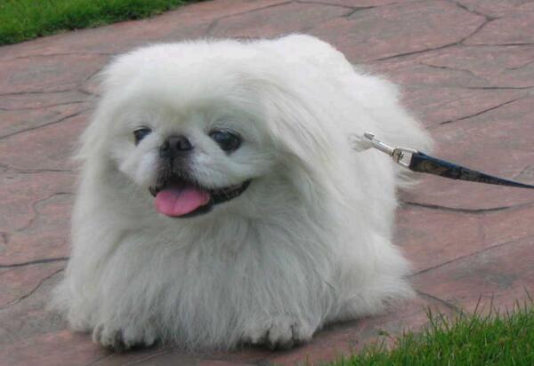 京巴犬曾是宫廷的贵族犬，现在却受到嫌弃