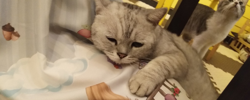猫掏耳朵舒服还是难受