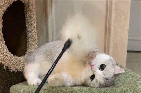 养猫一个月开销