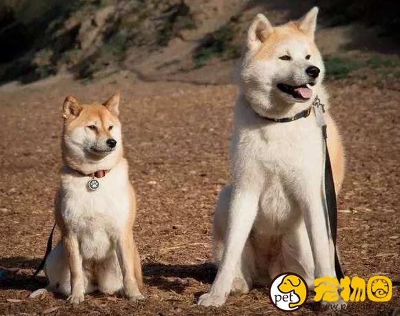 柴犬和秋田犬的区别是什么，柴犬呆萌秋田犬霸气
