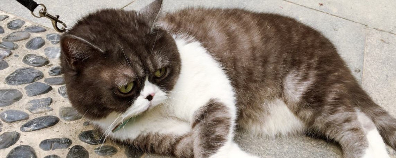 被猫抓了没打针有事吗