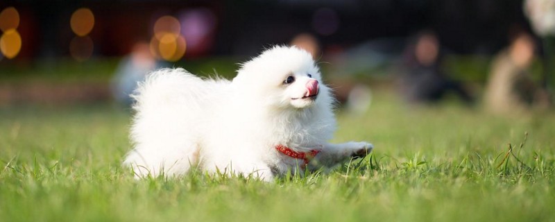 小博美拉稀怎么办