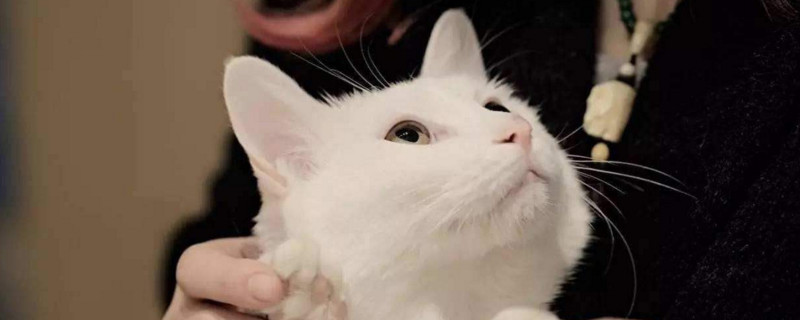 猫被遗弃后的心理