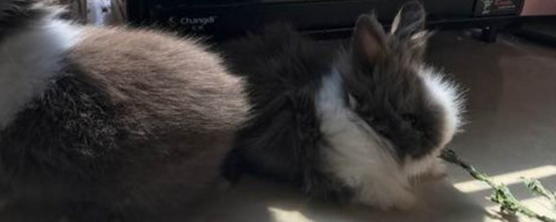 猫猫兔几个月爆毛
