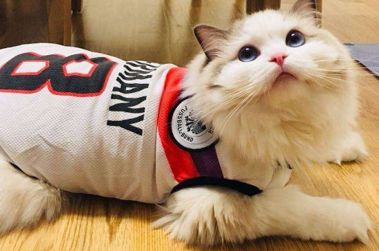 猫穿衣服的危害