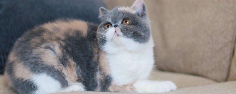三花加菲猫怎么看品相