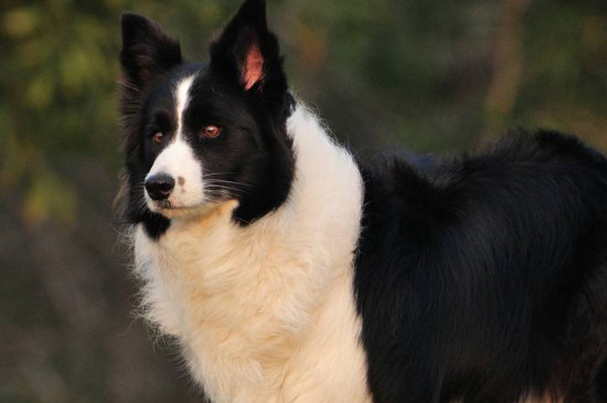 看家护院最忠诚的犬，德国牧羊犬最忠心能看护主人财产