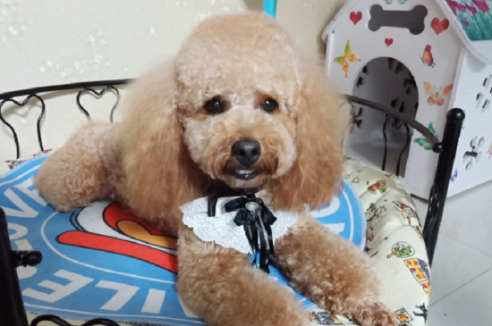 养泰迪犬对人的危害