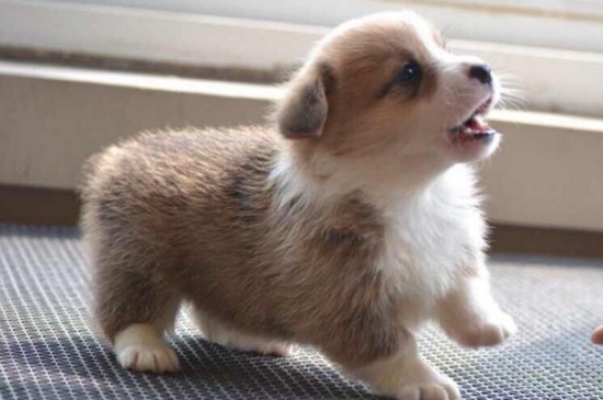 上海柯基犬多少钱一只，幼犬价格在2000～8000元之间