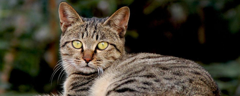 小狸花猫可以洗澡吗