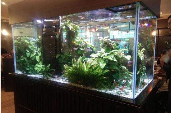 鱼缸水有泡沫怎么回事