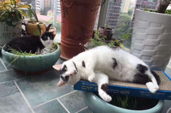 猫脚底毛要剃吗