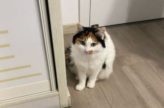 猫抓没出血但有点划痕