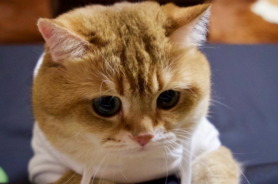 猫三联每年都要打吗