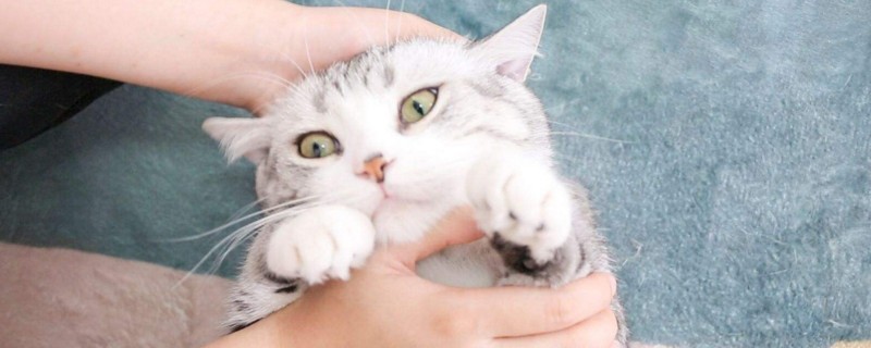 养猫后身上总痒怎么办
